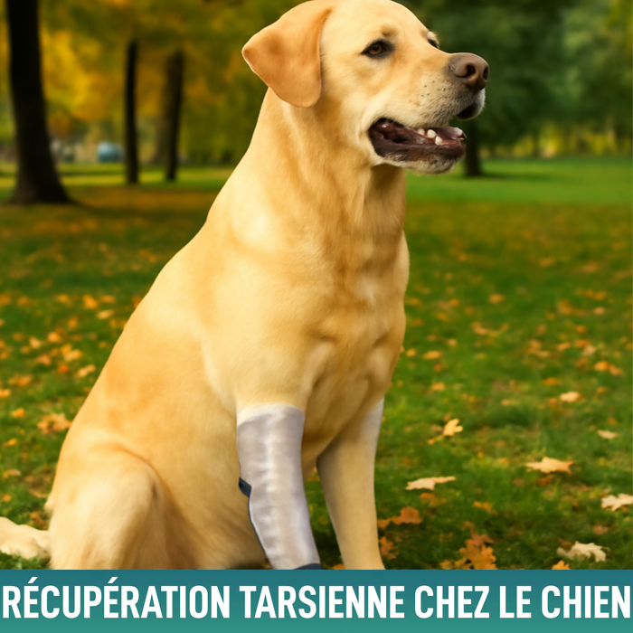 Attelle Rapide pour Chiens et Chats | 3 Tailles