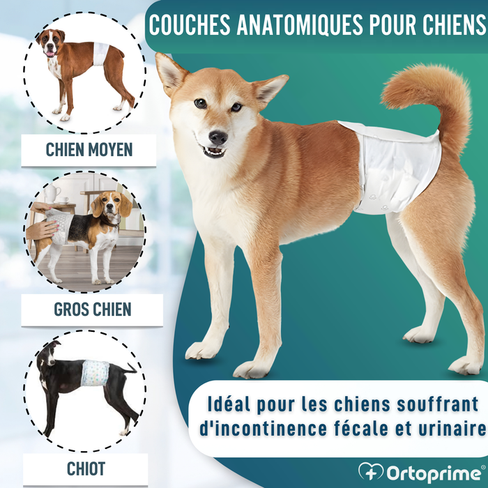 Couches pour Chien Mâle Ultra Absorbantes | Pack 12
