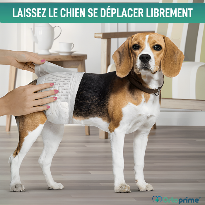 Couches pour Chien Mâle Ultra Absorbantes | Pack 12