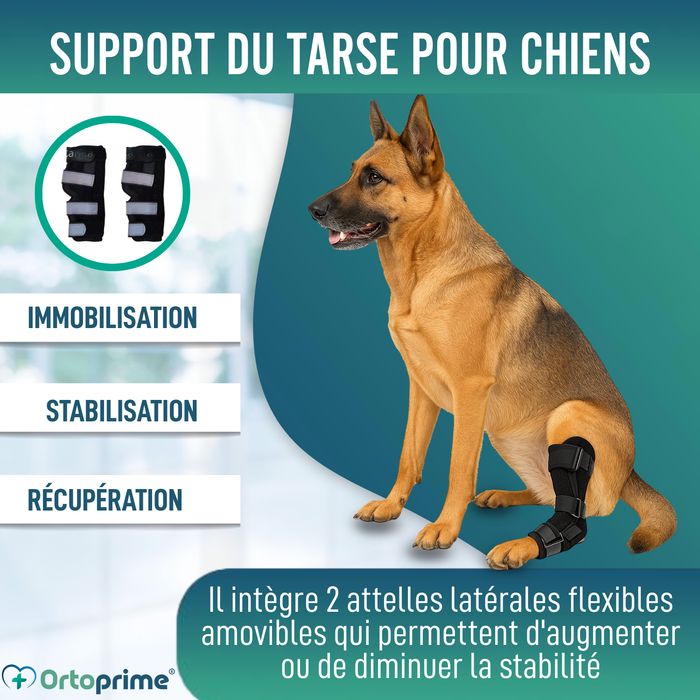 Support Tarse Canin avec Attelles Amovibles | Lot de 2