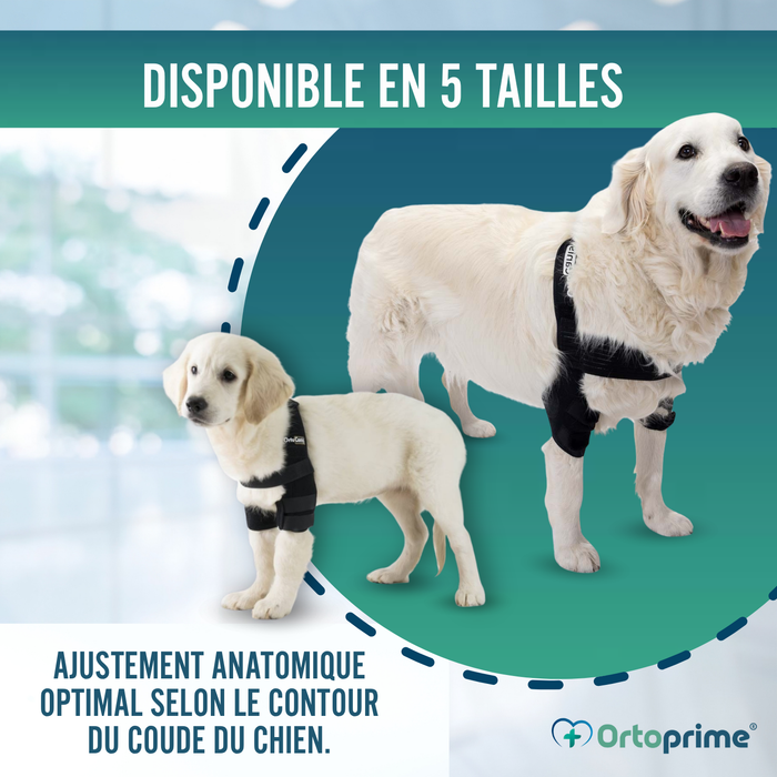 Orthèse de Coude pour Chiens avec arthrose Rééducation Canine