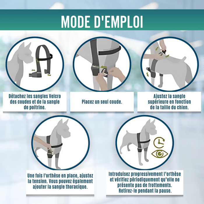 Orthèse de Coude pour Chiens avec arthrose Rééducation Canine
