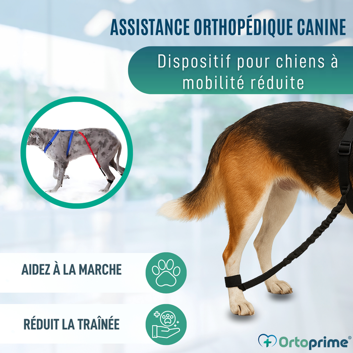 Dispositif pour Ataxie Canine | Aide pour Chiens