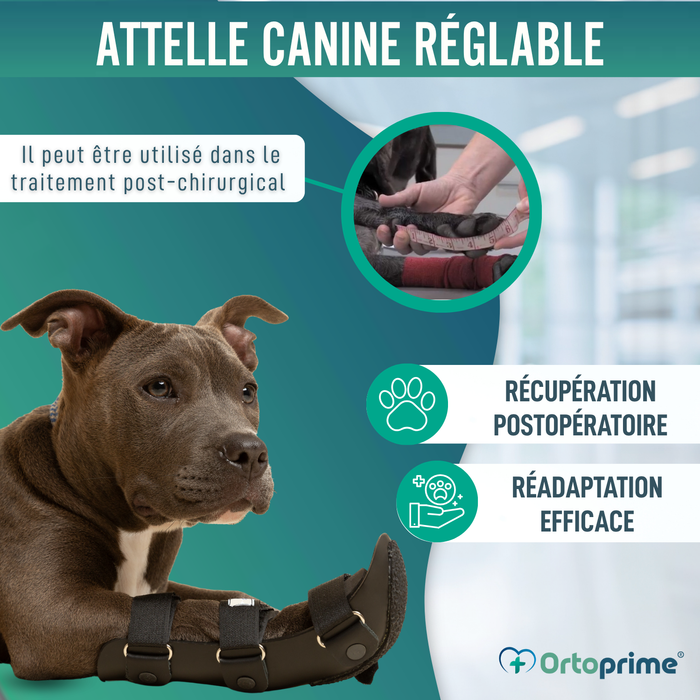 Attelle pour patte avant de chien en polypropylène | 6 tailles