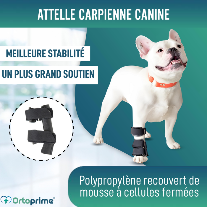 Attelle pour Carpe pour Chien | Support Canin en 5 Tailles