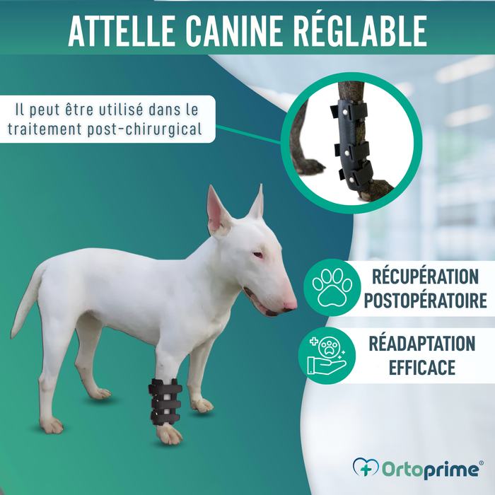 Attelle pour Carpe pour Chien | Support Canin en 5 Tailles