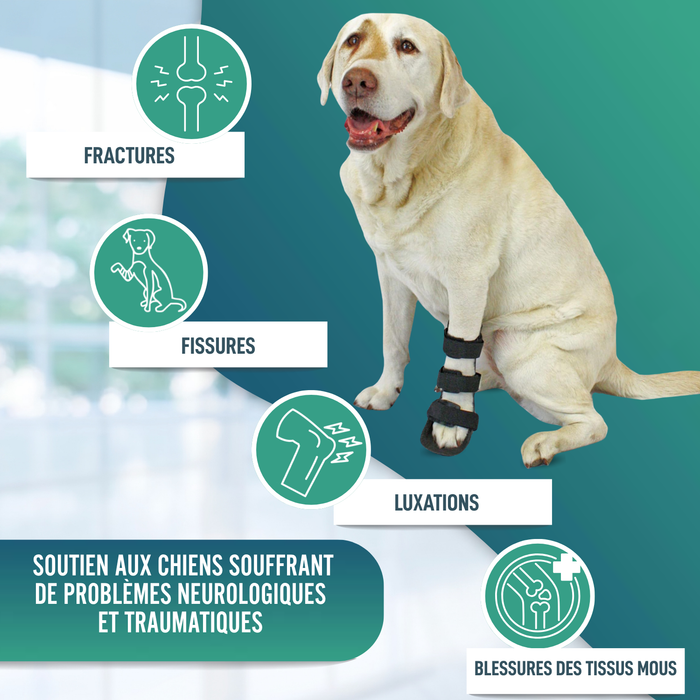 Attelle pour patte avant de chien en polypropylène | 6 tailles