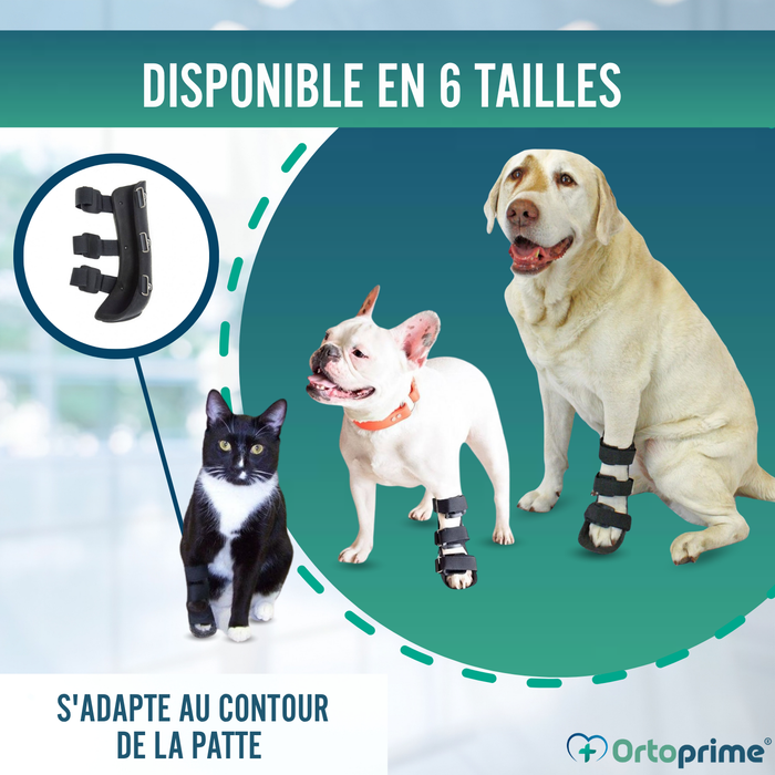 Attelle pour patte avant de chien en polypropylène | 6 tailles