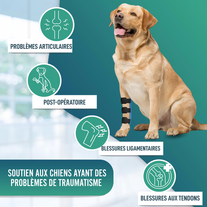 Attelle pour Carpe pour Chien | Support Canin en 5 Tailles