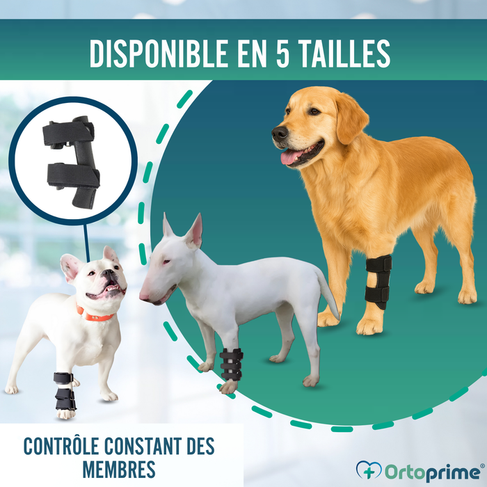 Attelle pour Carpe pour Chien | Support Canin en 5 Tailles