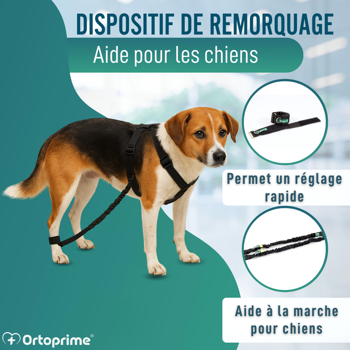 Dispositif pour Ataxie Canine | Aide pour Chiens