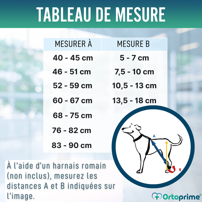 Dispositif pour Ataxie Canine | Aide pour Chiens