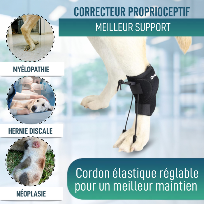 Correcteur Proprioceptif pour Chiens avec Knuckling | 5 Tailles