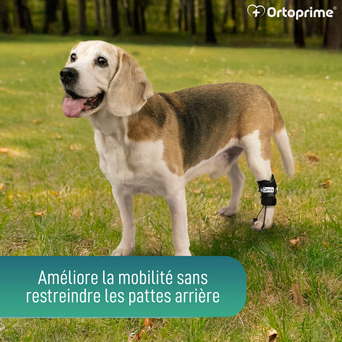 Correcteur Proprioceptif pour Chiens avec Knuckling | 5 Tailles