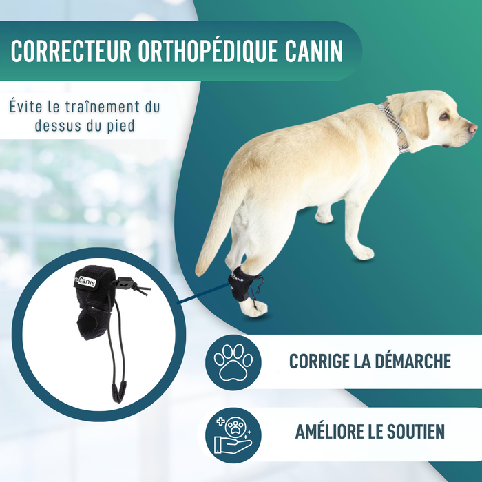 Correcteur Proprioceptif pour Chiens avec Knuckling | 5 Tailles