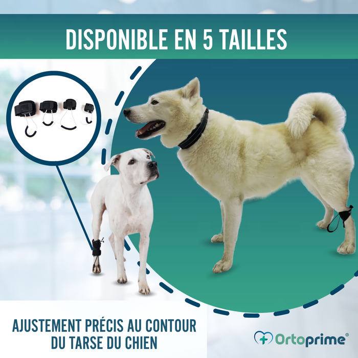 Correcteur Proprioceptif pour Chiens avec Knuckling | 5 Tailles