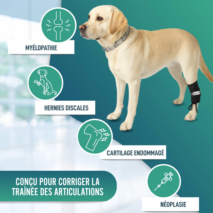 Correcteur Proprioceptif pour Chiens avec Knuckling | 5 Tailles