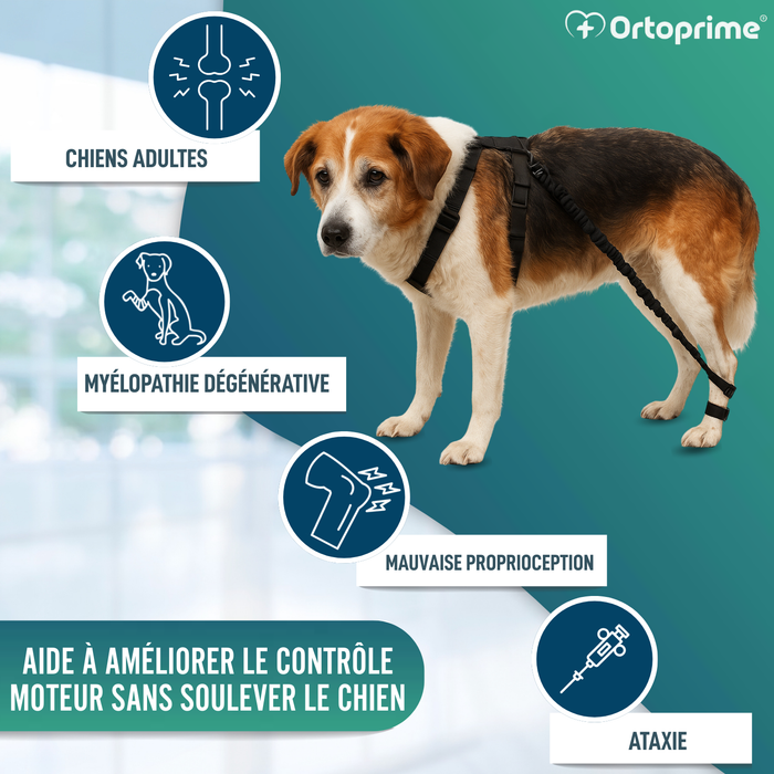 Dispositif pour Ataxie Canine | Aide pour Chiens