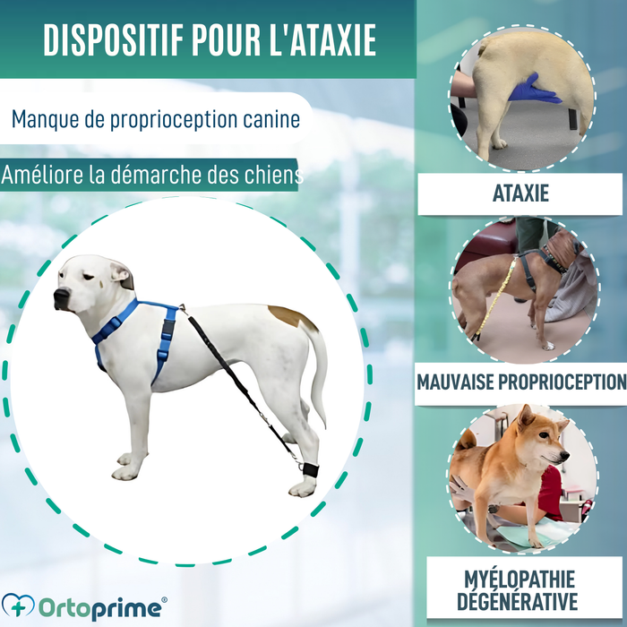 Dispositif pour Ataxie Canine | Aide pour Chiens