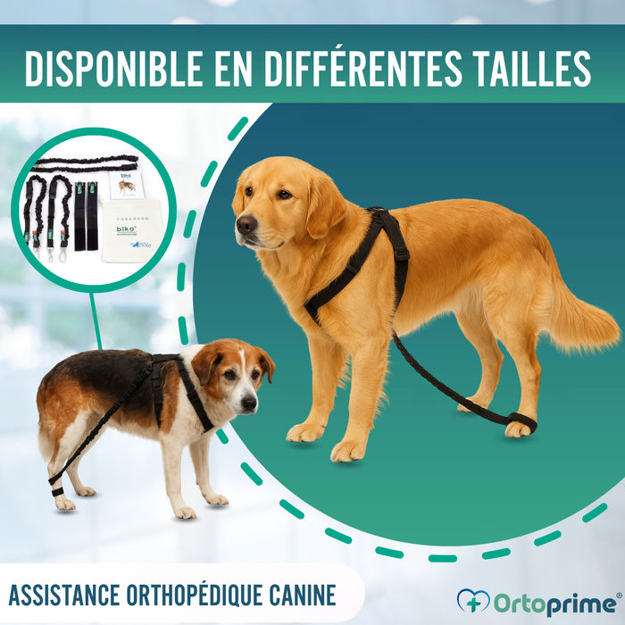 Dispositif pour Ataxie Canine | Aide pour Chiens