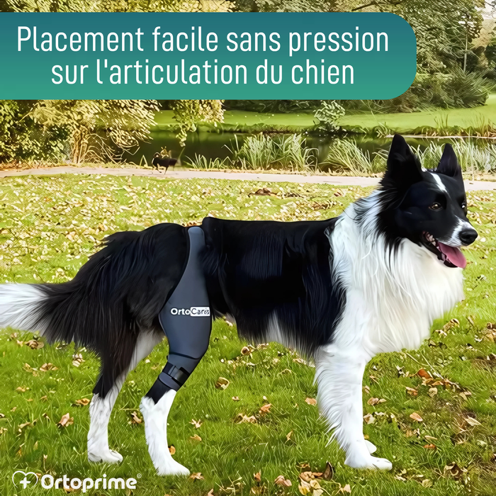 Immobilisateur de Genou pour Chiens en Néoprène | 9 Tailles