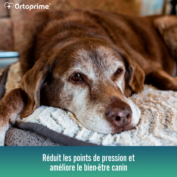 Matelas Viscoélastique Chiens Housse Imperméable | 4 Tailles