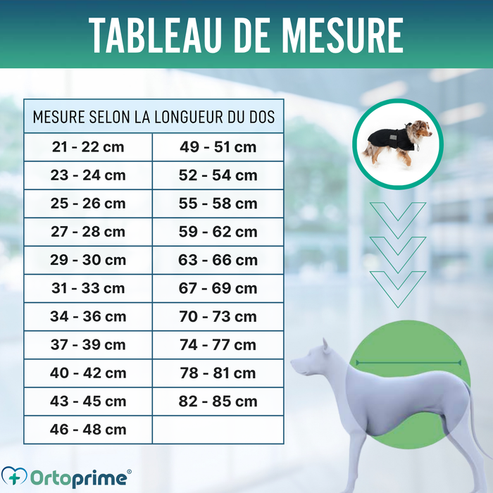Manteau Thermique Imperméable pour Chiens | Back on Track