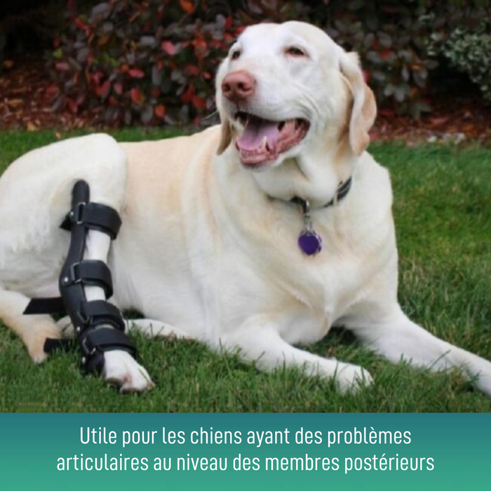 Orthèse pour Chiens avec Lésions de Tarse et Cheville