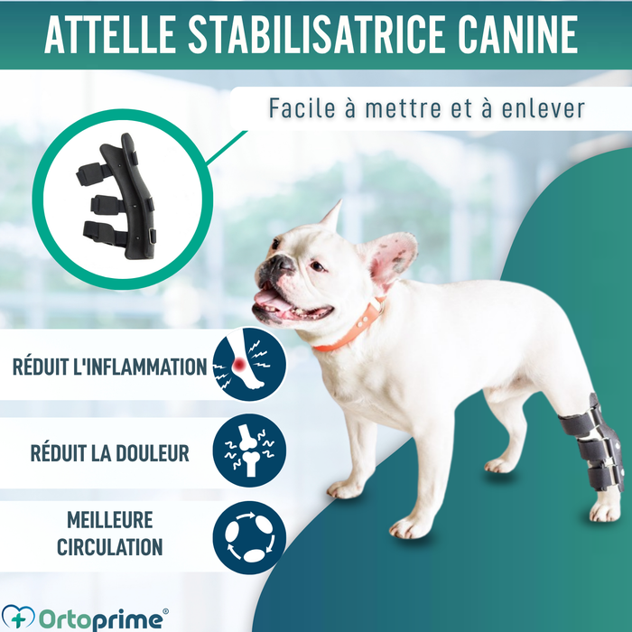 Orthèse pour Chiens avec Lésions de Tarse et Cheville