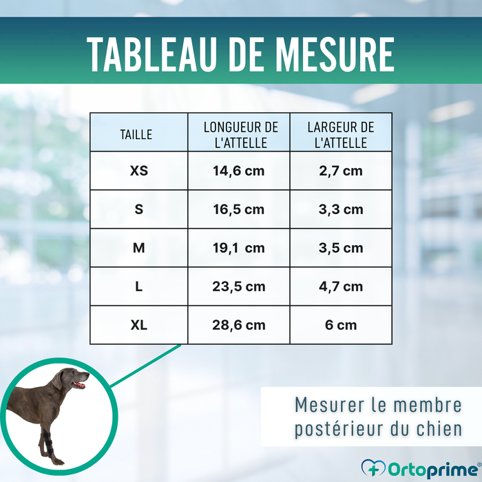 Orthèse pour Chiens avec Lésions de Tarse et Cheville