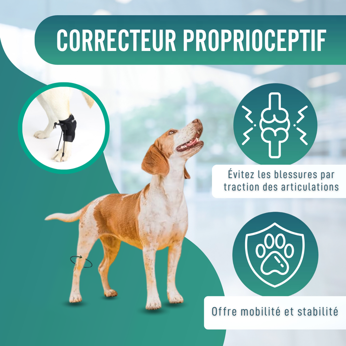 Correcteur Proprioceptif pour Chiens avec Knuckling | 5 Tailles