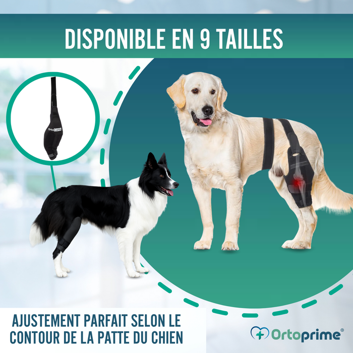 Immobilisateur de Genou pour Chiens en Néoprène | 9 Tailles
