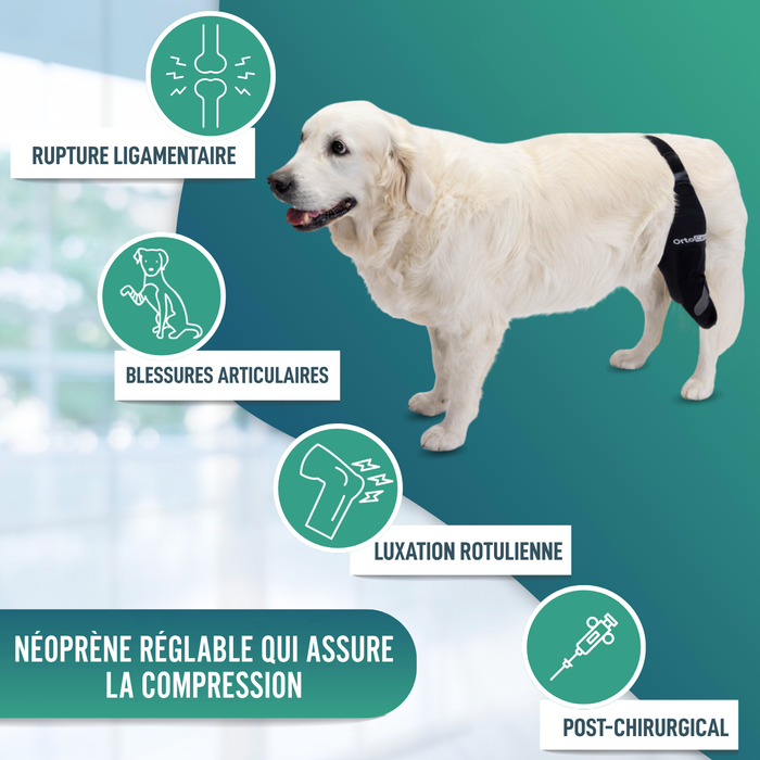 Immobilisateur de Genou pour Chiens en Néoprène | 9 Tailles