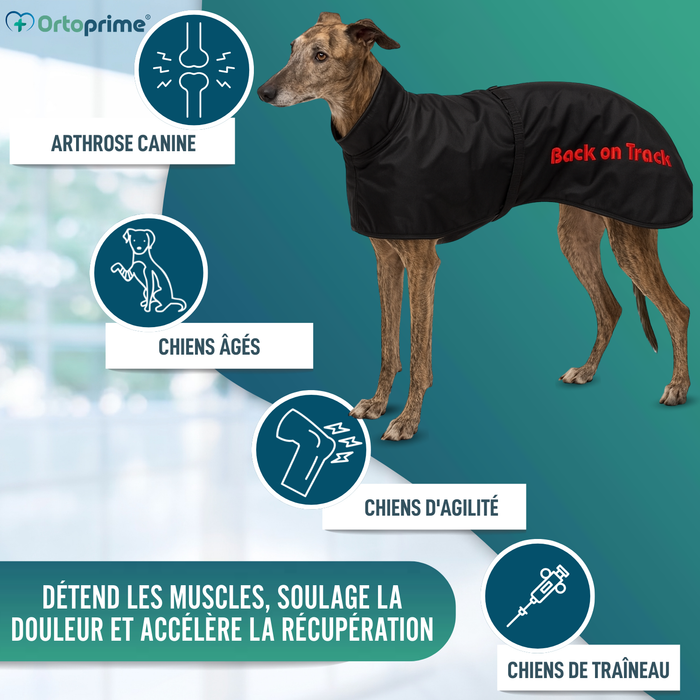 Manteau Thermique Imperméable pour Greyhound | 2 Tailles